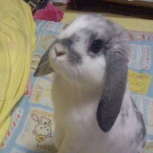 Meet your Posher, Sofia - Picture 1 of 1